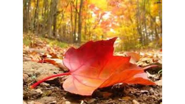 الأرصاد الجوية : الأحد المقبل أول أيام فصل الخريف