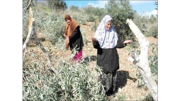 المستوطنون يشنون حربًا على أشجار الزيتون في الضفة الغربية