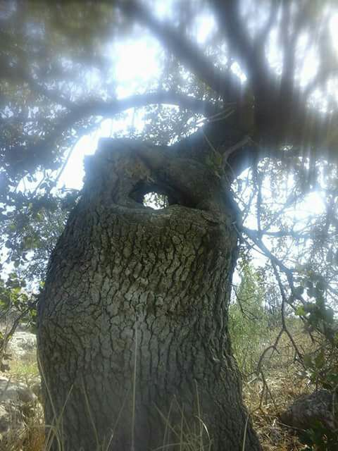 عين انسان بشجرة بلوط بأشرفية الكورة....صور