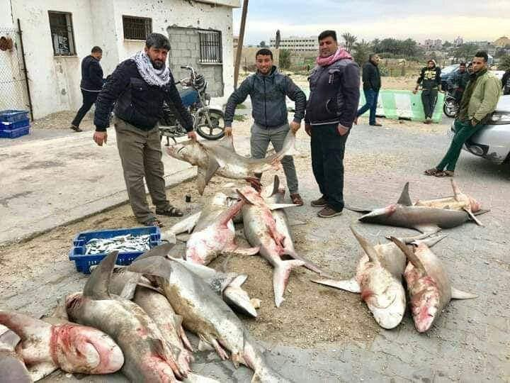 منخفض جوي يدفع سمك القرش نحو شواطئ غزة (صور)