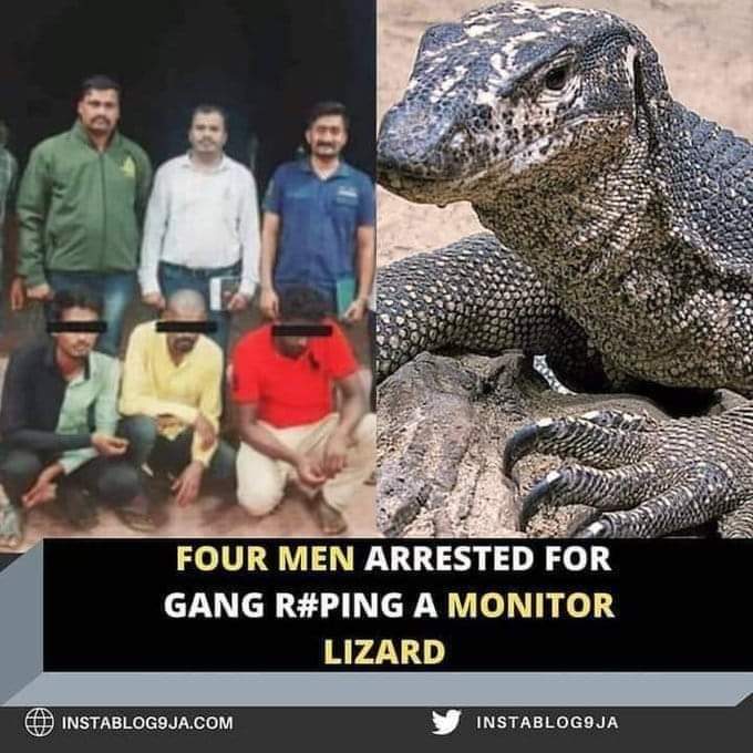 القبض على 4 رجال اغتصبوا سحلية مهددة بالانقراض 